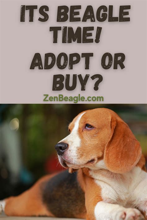 Adopting or Buying: Pros and Cons