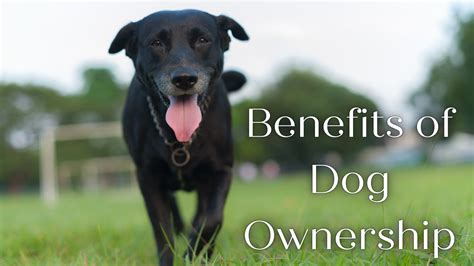 Advantages of Dog Ownership: Why You Should Consider Getting a Companion