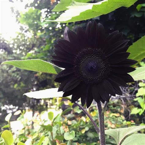 Aesthetically Striking: The Visual Appeal of Ebony Sunflowers