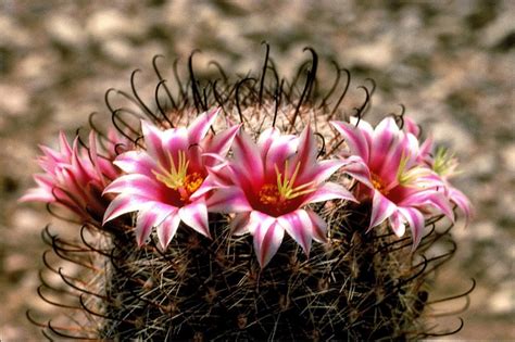 Aesthetics and Beauty: Appreciating the Unique Charm of Cactus Flowers