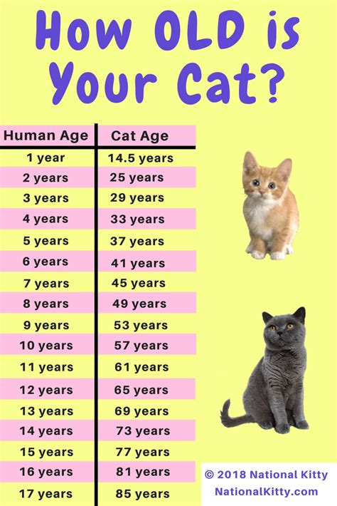 Age: How Many Years has Mischievous Kitty Lived?