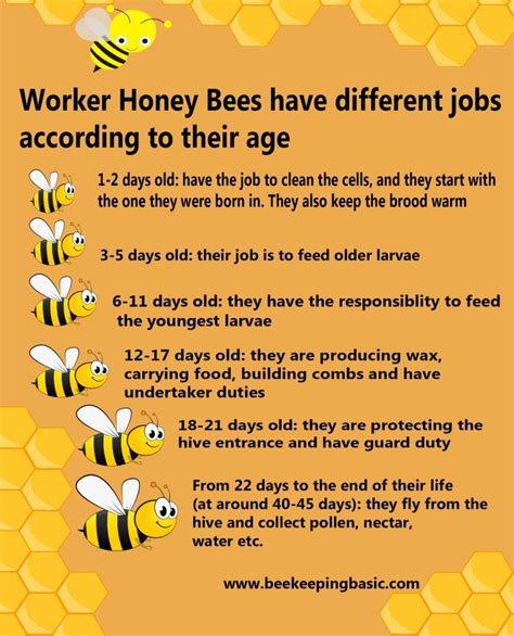 All About Honey Bee: Age