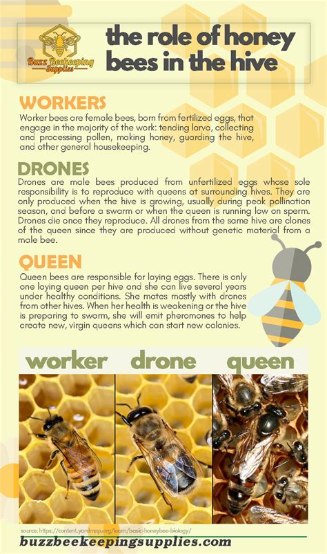 All About Honey Bee: Biography