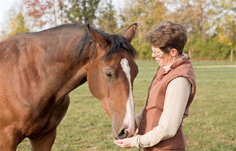 An Affectionate Connection: Investigating the Relationship Between Humans and Horses