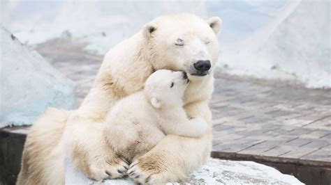 An Endangered Species: The Future of Arctic Cubs