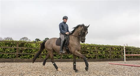 An Exclusive Glimpse into Captivating Dressage Performances