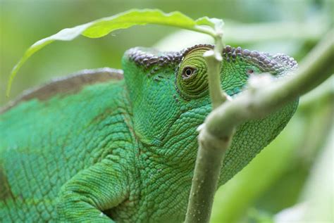 An Exploration of Chameleon Species Around the Globe