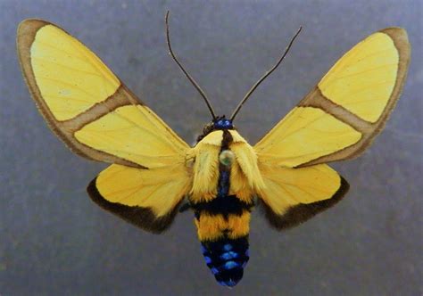 An Inside Look at Lepidoptera's Physical Height