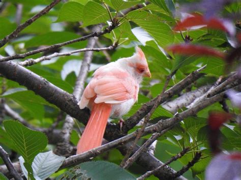 An Unforgettable Encounter: A True Story of Witnessing the Extraordinary Albino Cardinal