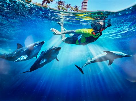 An Unforgettable Experience: Swimming alongside Dolphins in Their Natural Habitat