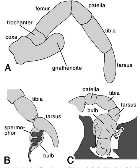 Analyze the Intricacies: Decrypting the Importance of Evolving Appendages