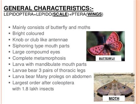 Analyzing Lepidoptera's Rise to Fame in the Industry