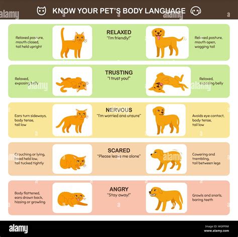 Analyzing Personal Associations and Emotions Linked to Canines and Avian Creatures