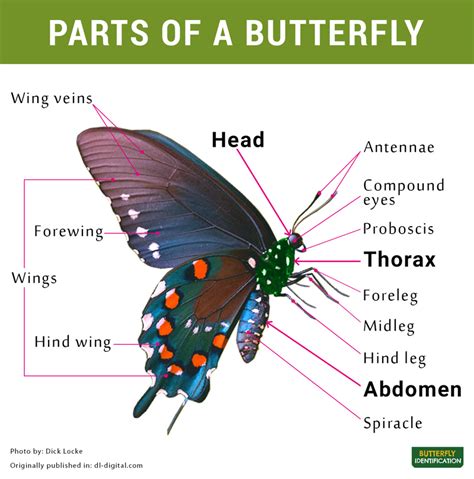 Analyzing Sweet Butterfly's Body Measurements