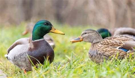 Analyzing the Behavior of Ducks in Dreamscapes