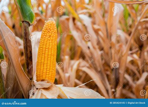 Analyzing the Context of Dreaming About Corn Kernels: What It Reveals About You