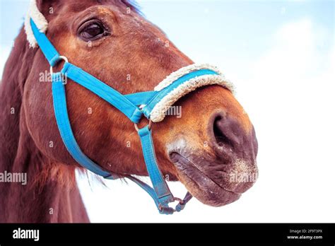 Analyzing the Emotional Impact of Equine Gnawing Imagination