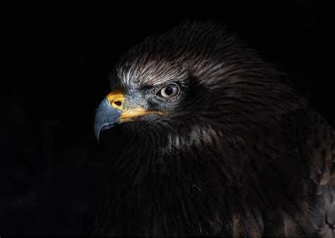 Analyzing the Emotional Response to Nighttime Bird of Prey Encounters in Subconscious