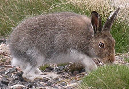 Analyzing the Fascinating Symbolism of Tiny Lagomorphs in Reveries