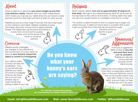 Analyzing the Presence of a Rabbit: What Does it Indicate?