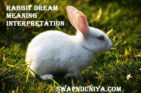 Analyzing the Psychological Interpretations of Bunny Dreams