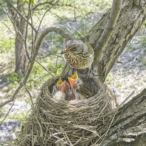 Analyzing the Role of Fledgling Chicks as a Metaphor for Vulnerability in Dreams