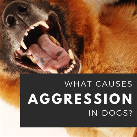 Analyzing the Subconscious Fears Reflected in Canine Aggression