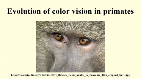 Analyzing the Subliminal Messages Encoded in Primate Visions