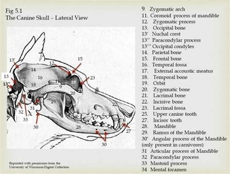 Analyzing the Varied Interpretations of Canine Cranial Depictions in the Field of Dream Psychology