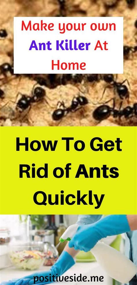 Ant Repellent Techniques: Banishing These Uninvited Insects from Your Dreams