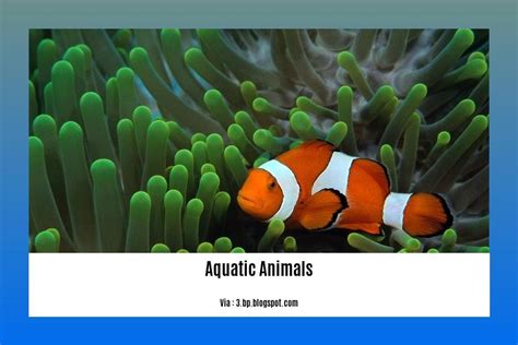 Aquatic Adventures: Exploring the Wonders of Marine Life