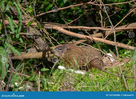 Are Rodent Nibbles an Indication of Danger? Exploring Potential Significations