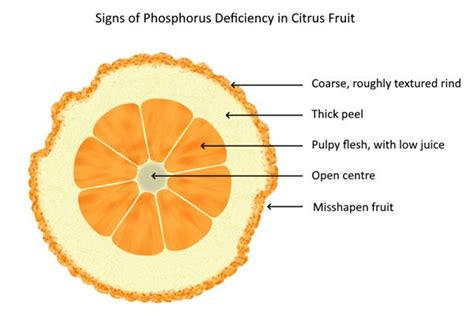 Artistic Depictions of the Symbolic Meaning of Citrus Fruit Rinds: An Exploration of Transformation and Personal Development