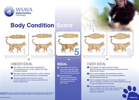 Assist Your Feline Companion in Attaining an Optimal Body Condition using these Pointers