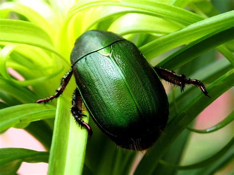 Astonishing Adaptations: How the Scarab Beetle Thrives in Challenging Environments