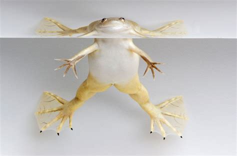 Astonishing Cases from History: Frogs Descending from the Skies Across the Globe