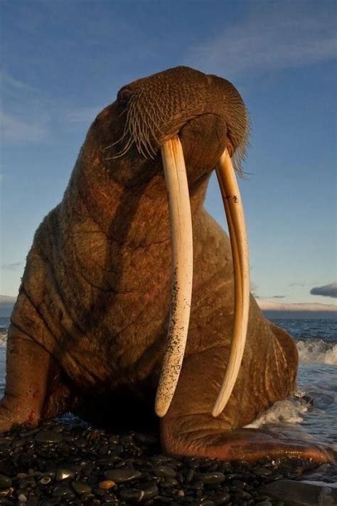 Astonishing Confrontation with a Mighty Tusked Marine Creature