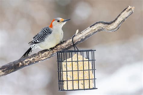 Attracting Woodpeckers to Your Backyard: Tips and Tricks