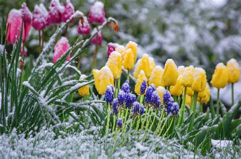 Background information on April Snow