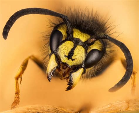 Balancing Power: The Role of Wasps in Dream Archetypes