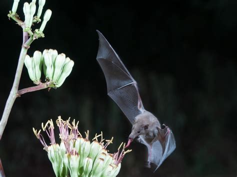 Bats as Pollinators: Unveiling Their Vital Role in Sustaining Ecosystems