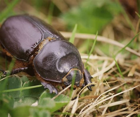 Beetle Symbolism in Different Cultures: A Global Perspective