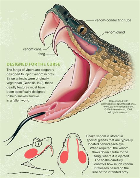 Behind the Fangs: Anatomy of Poisonous Serpents