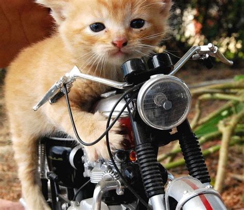 Behind the Scenes: Hot Motocat's Lifestyle