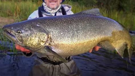 Behold the Majesty: Exploring the Enormous Size of Monstrous Salmon