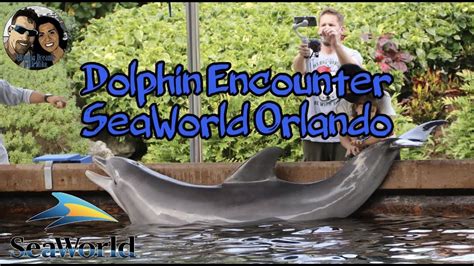 Benefits of Engaging in dolphin encounter experiences