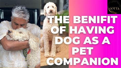 Benefits of Having a Canine Companion