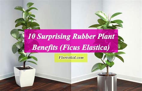 Benefits of Having a Ficus elastica in Your Home