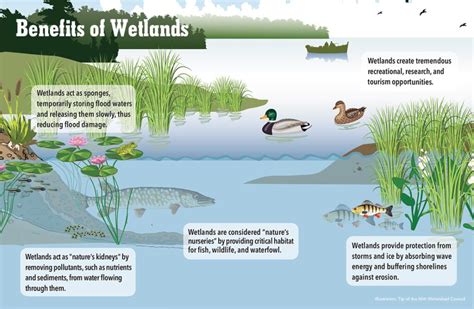 Benefits of Wetlands for Humans: Direct and Indirect Services