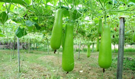 Best Practices for Caring and Maintaining Healthy Bottle Gourd Plants